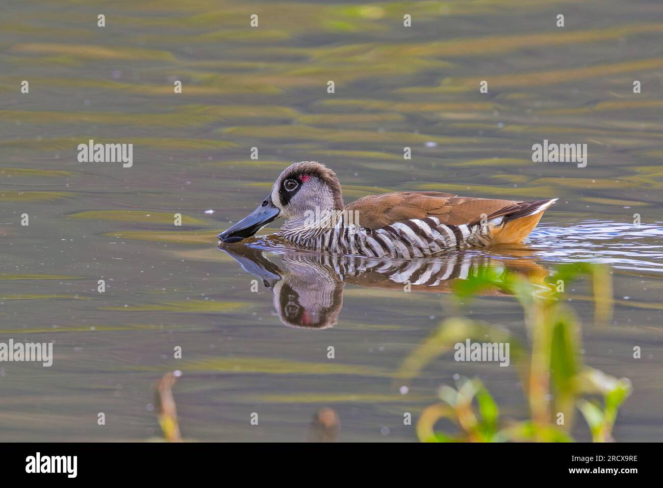 pinkeared duck (Malacorhynchus membranaceus), in water, Australia
