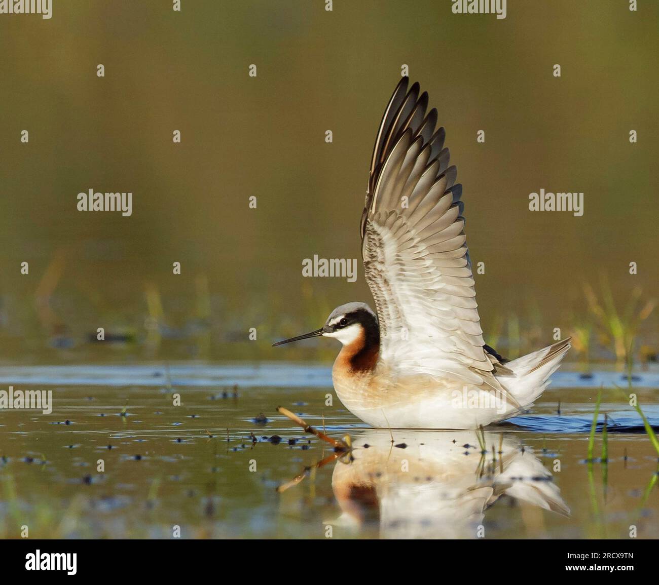 wilson's phalarope (Phalaropus tricolor, Steganopus tricolor), female in breeding plumage with wings outstretched in shallow water, side view, USA, Stock Photo