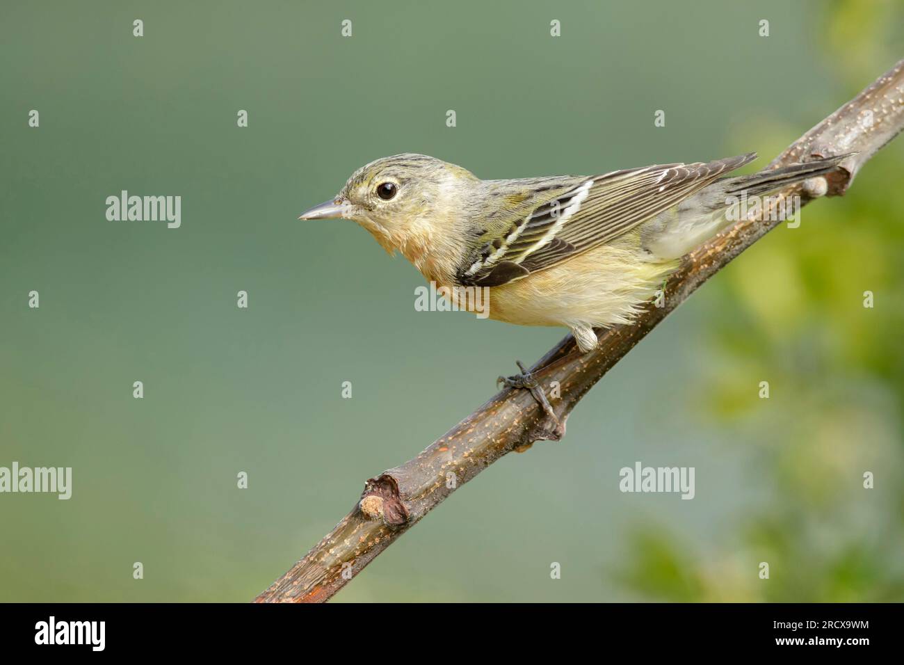 bay-breasted warbler (Setophaga castanea, Dendroica castanea), adult female perched on a branch, USA, Texas Stock Photo