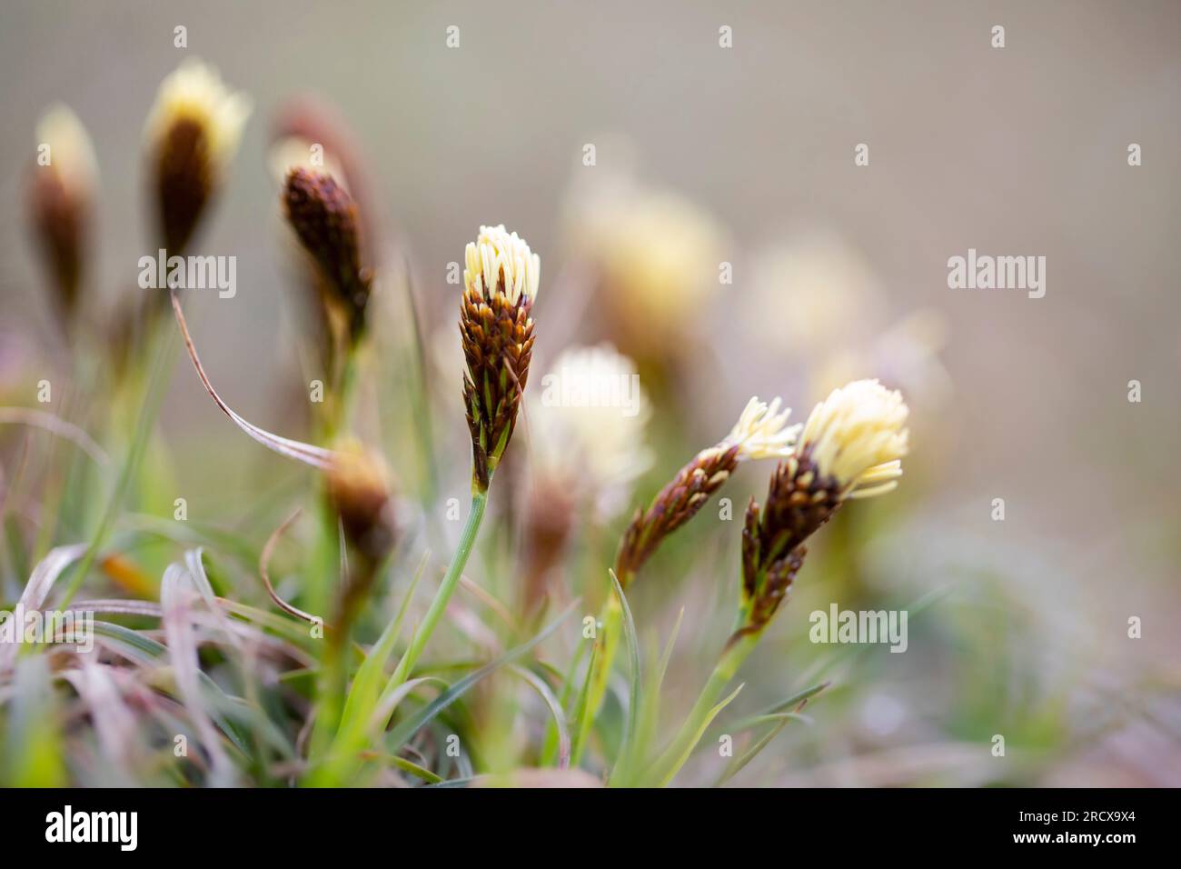 spring sedge (Carex caryophyllea), blooming, Netherlands, Limburg Stock Photo