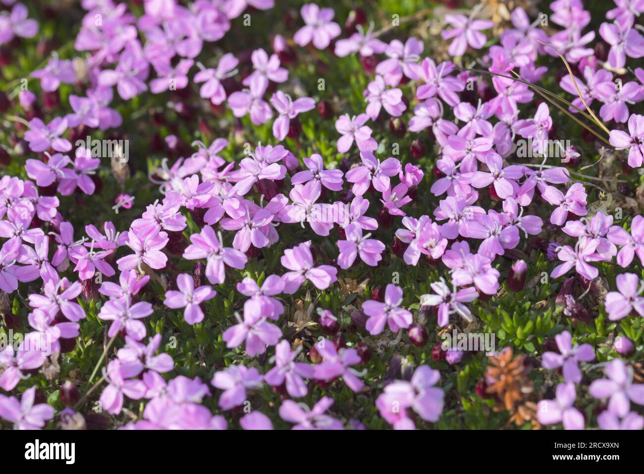 Moss campion, Cushion Pink (Silene acaulis), blooming, Sweden Stock Photo