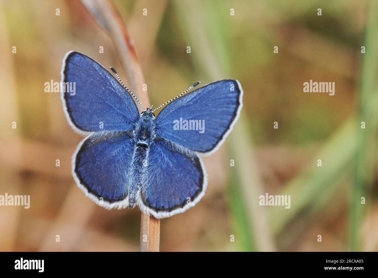 Cranberry Blue (Plebejus optilete, Plebeius optilete), male, dorsal view, Netherlands, Drenthe Stock Photo