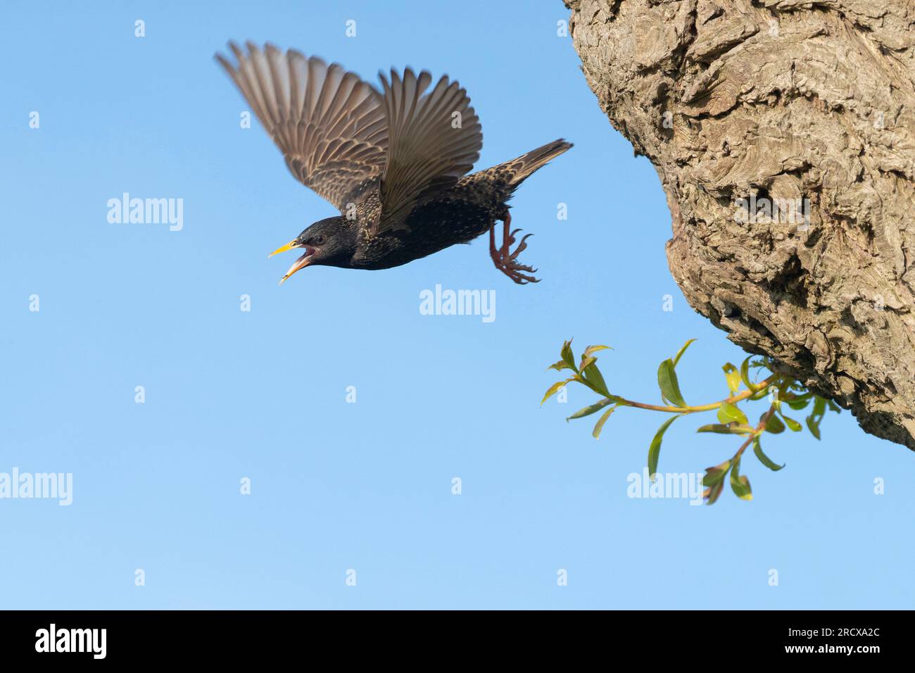 common starling (Sturnus vulgaris), adult starting from a willow ...