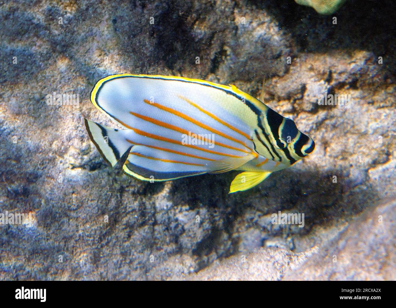 Ornate butterflyfish (Chaetodon ornatissimus), swimming in the biotope, side view, USA, Hawaii, Maui Stock Photo