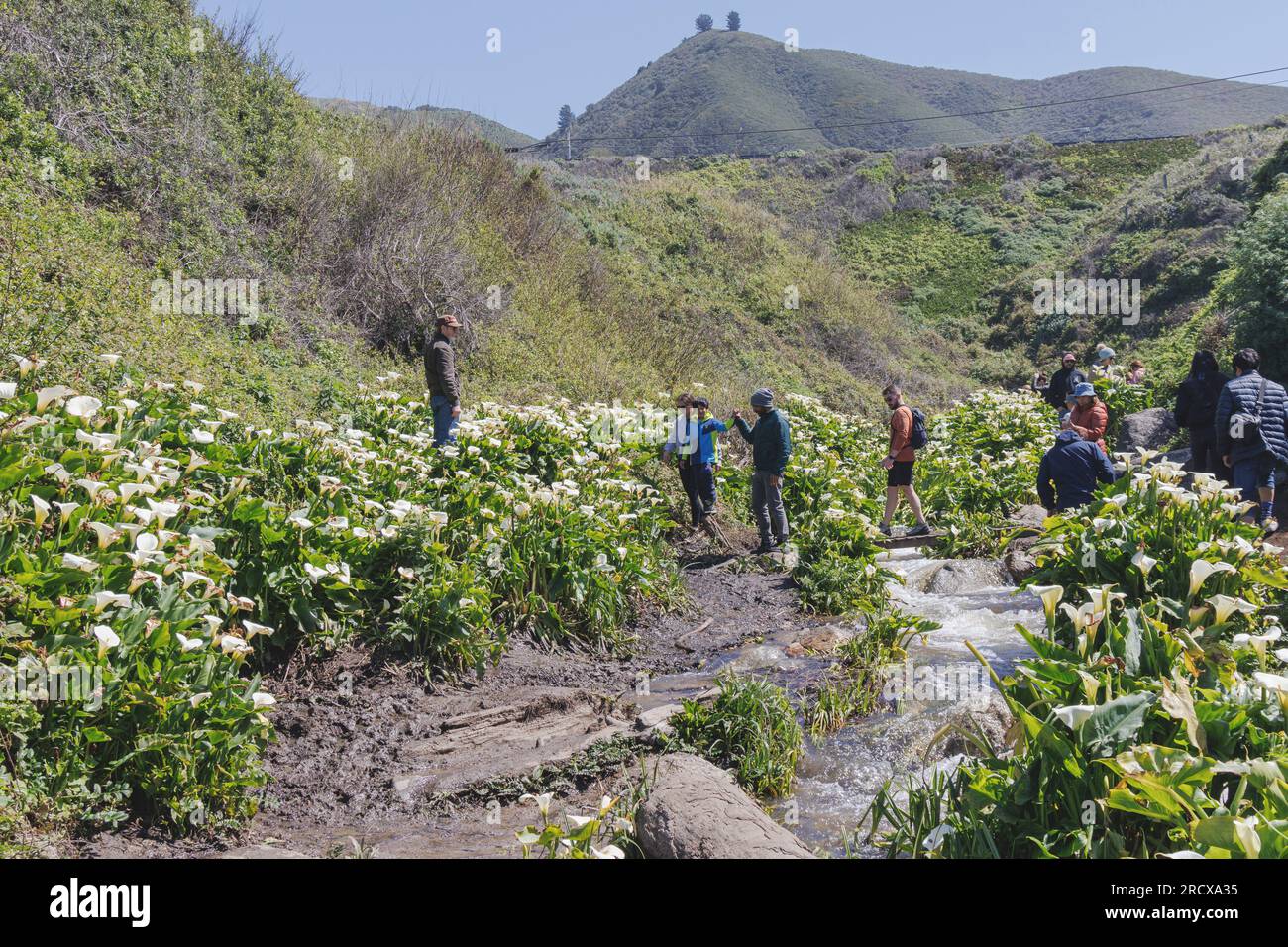 common calla lily, Jack in the pulpit, florist's calla, Egyptian lily, Arum Lily (Zantedeschia