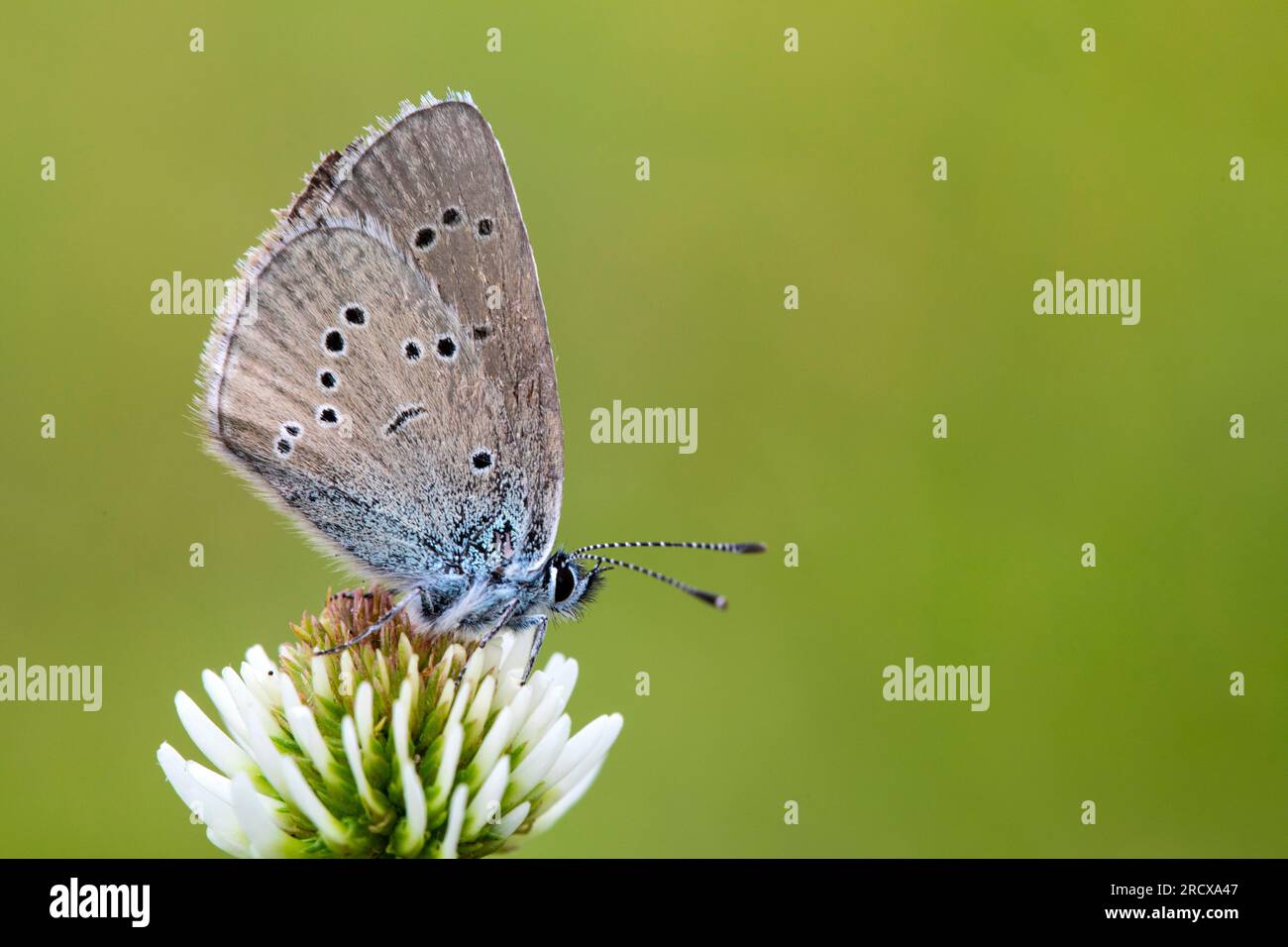 mazarine blue (Polyommatus semiargus, Cyaniris semiargus), on mountain clover, side view, Germany, Rhineland-Palatinate Stock Photo