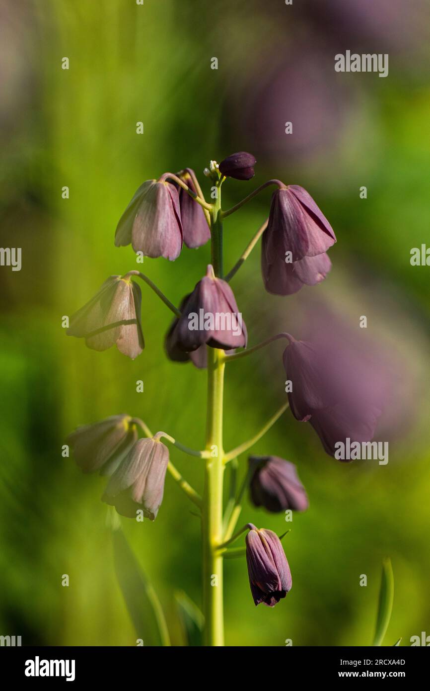 Persian fritillary (Fritillaria persica), blooming Stock Photo