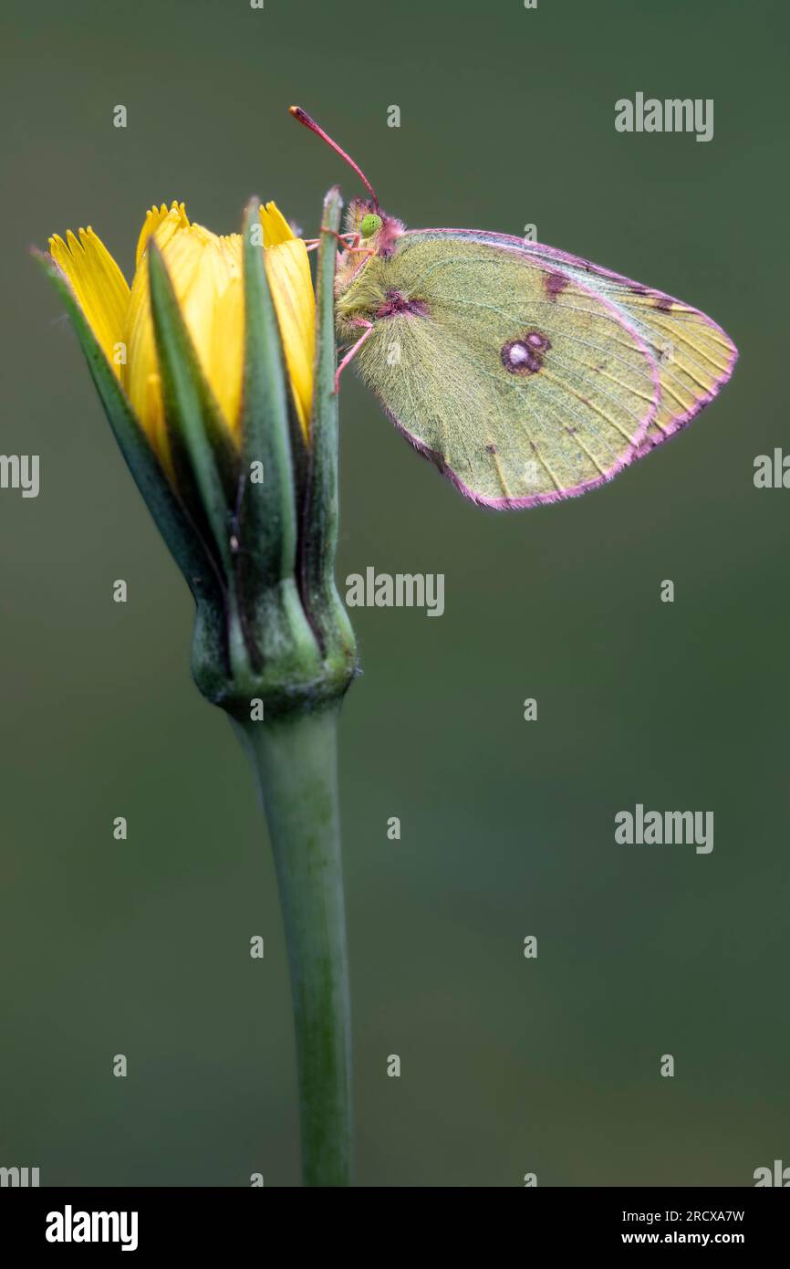 Pale Clouded Yellow (Colias hyale), at Jack-go-to-bed-at-noon, side view, France Stock Photo
