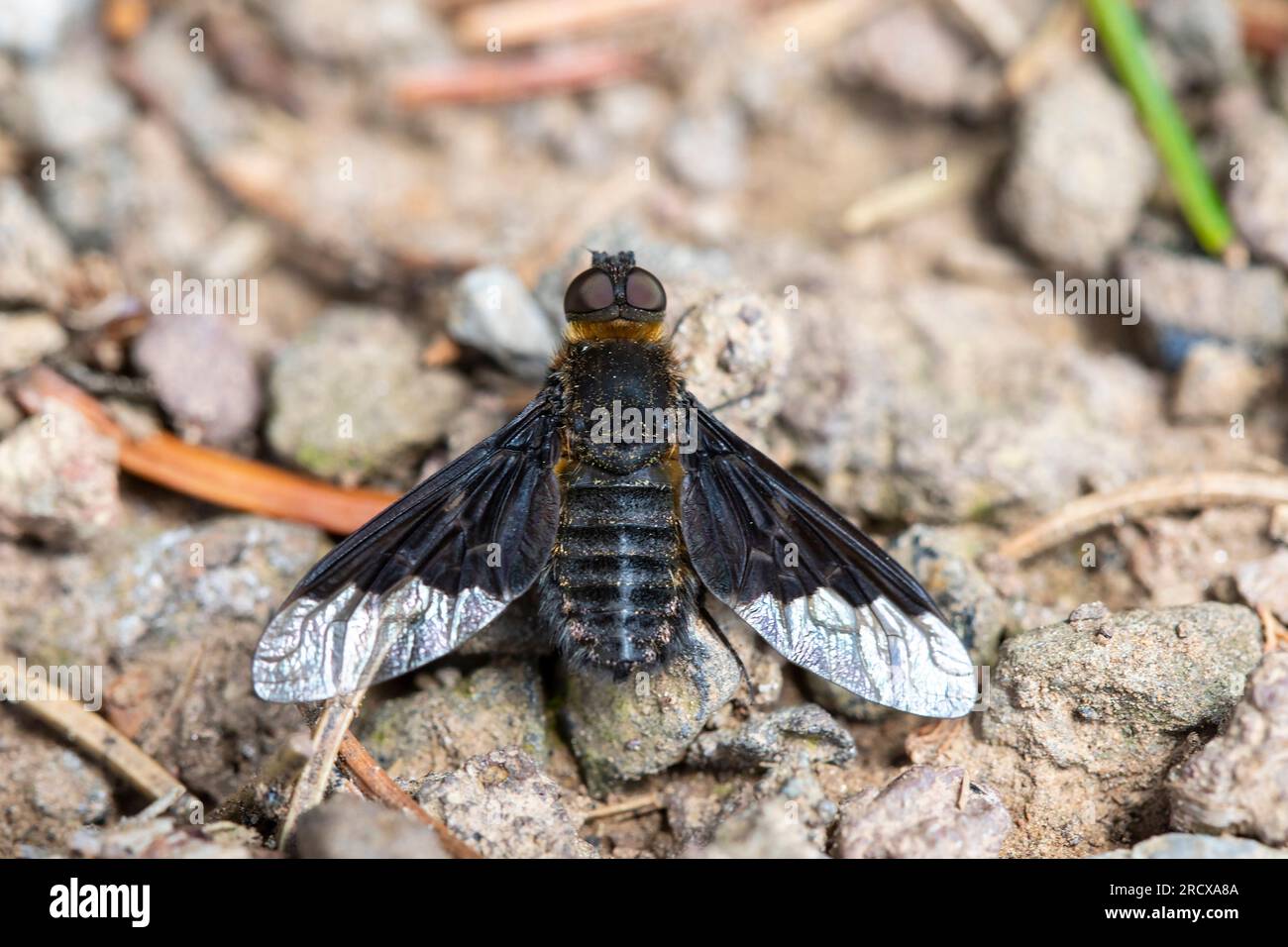 Black Banded Bee Fly (Hemipenthes morio), sitting on the ground, Germany Stock Photo
