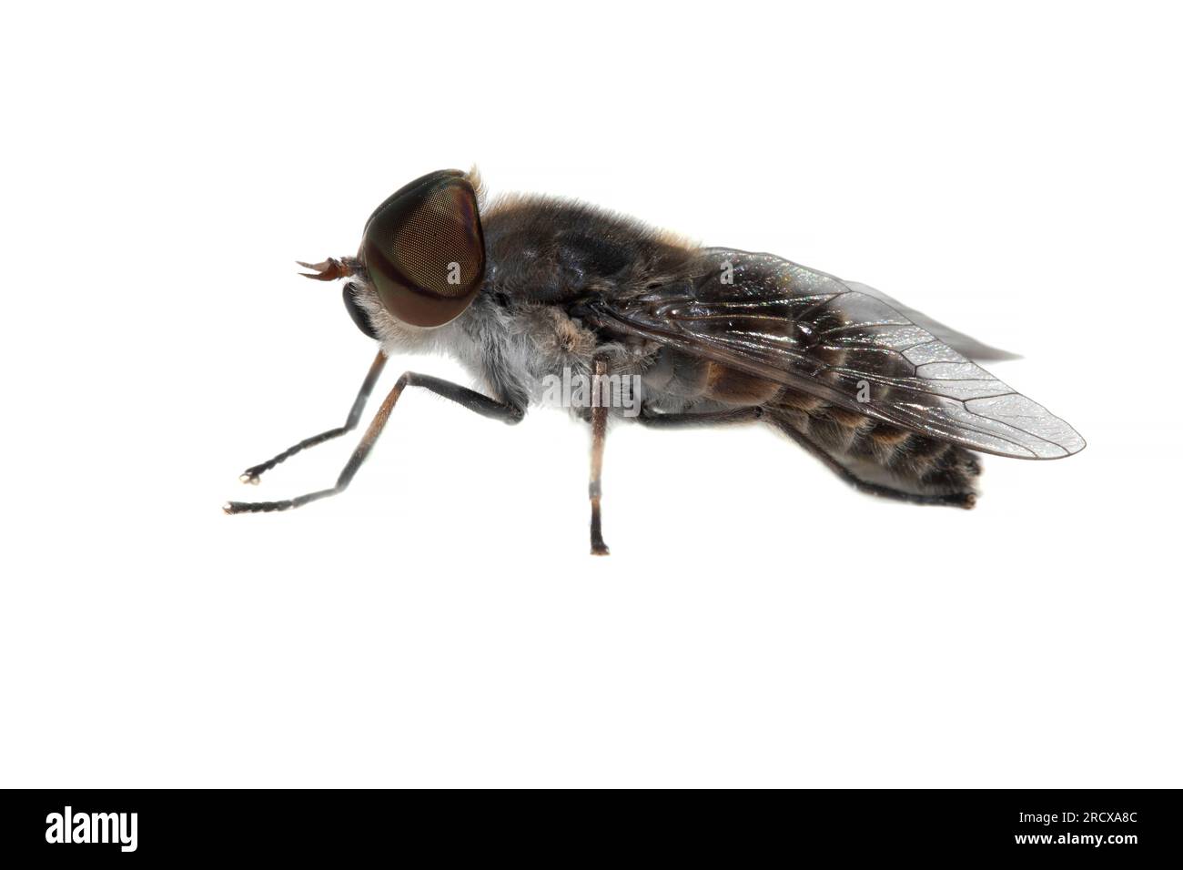 narrow-winged horsefly (Tabanus maculicornis), side view, cut out, Netherlands Stock Photo