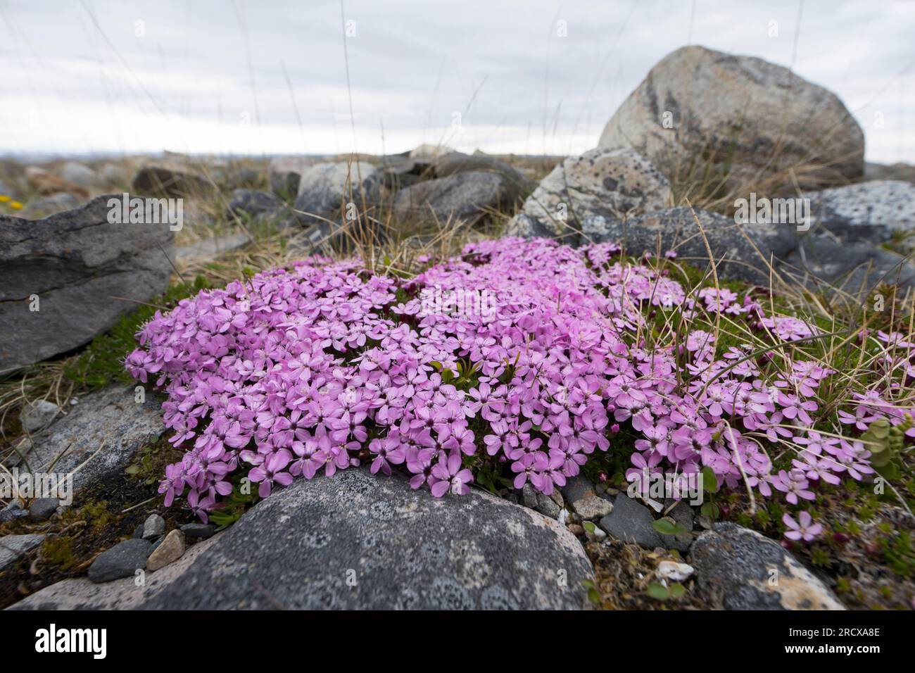 Moss campion, Cushion Pink (Silene acaulis), blooming among rocks, Sweden Stock Photo