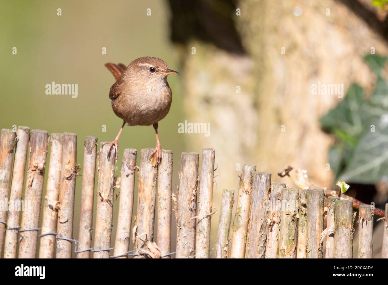 winter wren (Troglodytes troglodytes), perching on a wooden fence in the garden, front view, Netherlands Stock Photo