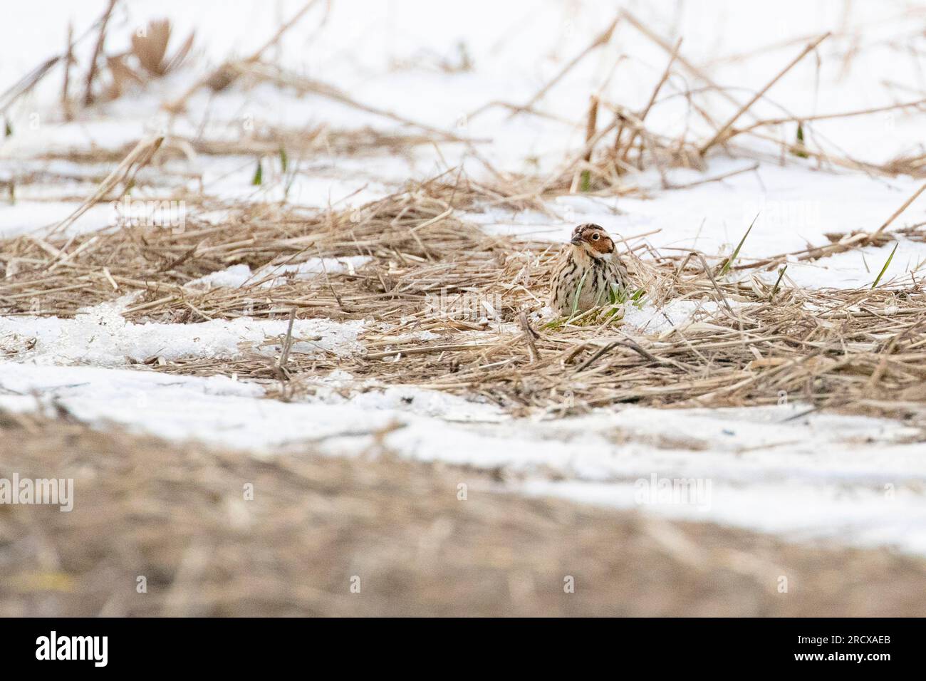 little bunting (Emberiza pusilla), vagrant perches on a pasture in winter and feeding seeds, front view, Netherlands Stock Photo