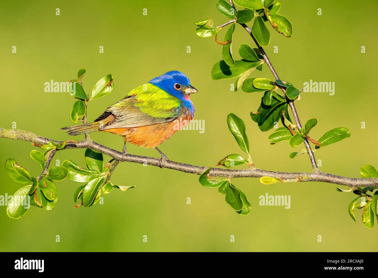 painted bunting (Passerina ciris), male perching on a branch, side view
