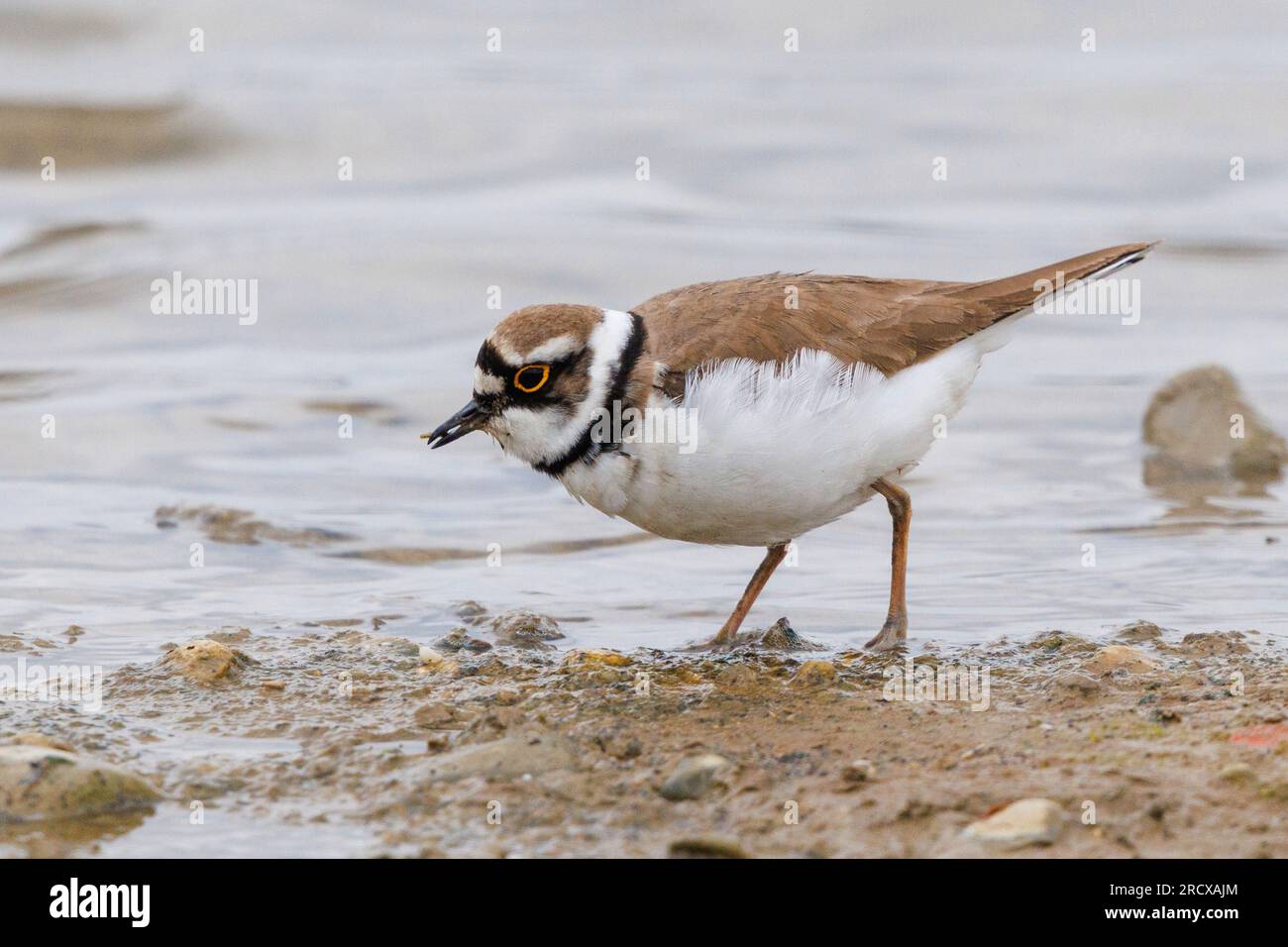 little ringed plover (Charadrius dubius), foraging in the wash margin, side view, Germany, Bavaria Stock Photo