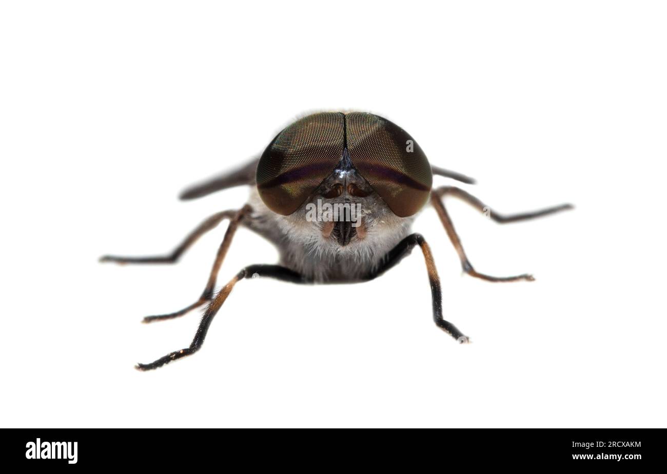 narrow-winged horsefly (Tabanus maculicornis), front view, cut out, Netherlands Stock Photo