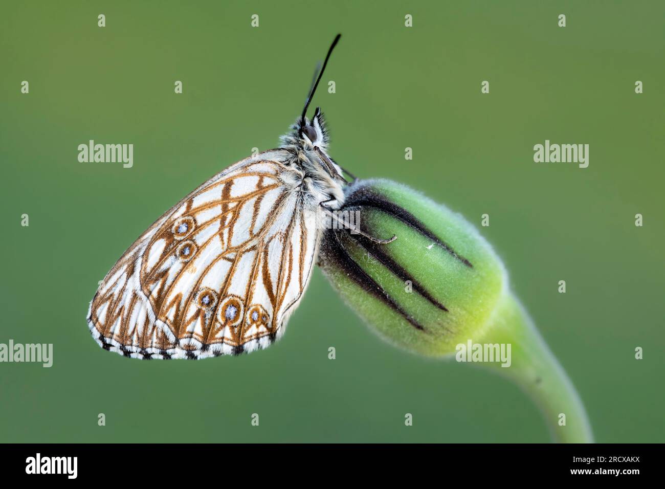 Western Marbled White (Melanargia occitanica), sitting at an flower bud, side view, France, Pyrenees-Orientales Stock Photo
