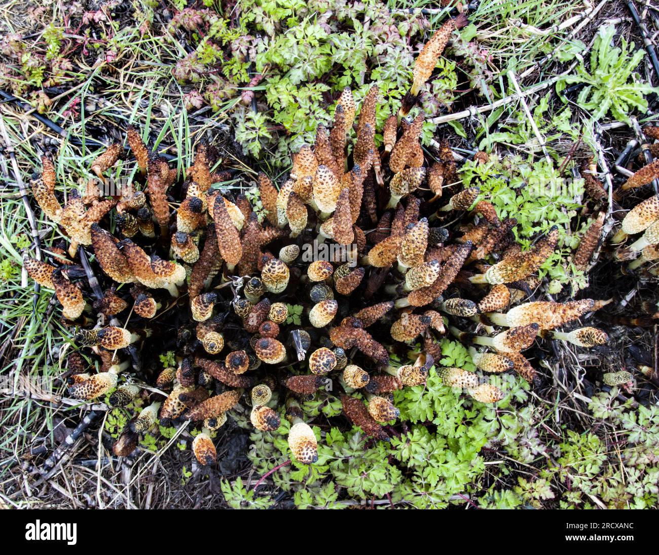 great horsetail (Equisetum telmateia, Equisetum telmateja, Equisetum maximum), Spore-bearing strobili, Netherlands Stock Photo