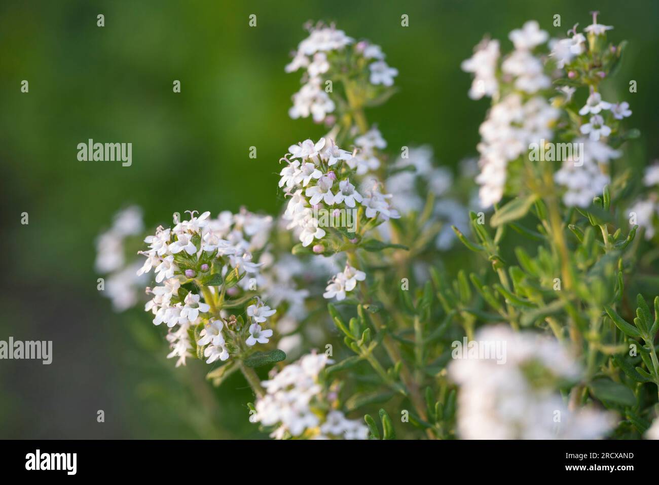 Garden thyme, English thyme, Common thyme (Thymus vulgaris), blooming Stock Photo