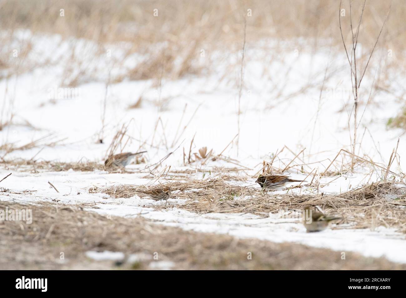 little bunting (Emberiza pusilla), vagrant perches on a pasture in winter and feeding seeds together with common reed buntings, Netherlands Stock Photo