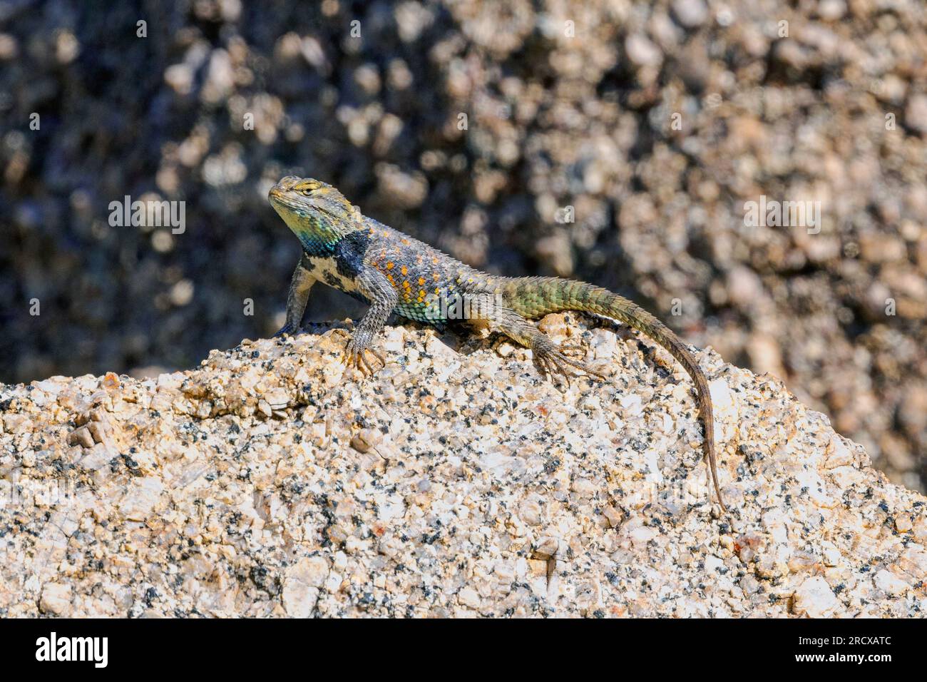 desert spiny lizard (Sceloporus magister), displaying male on a rock, side view, USA, Arizona, Pinnacle Peak Stock Photo