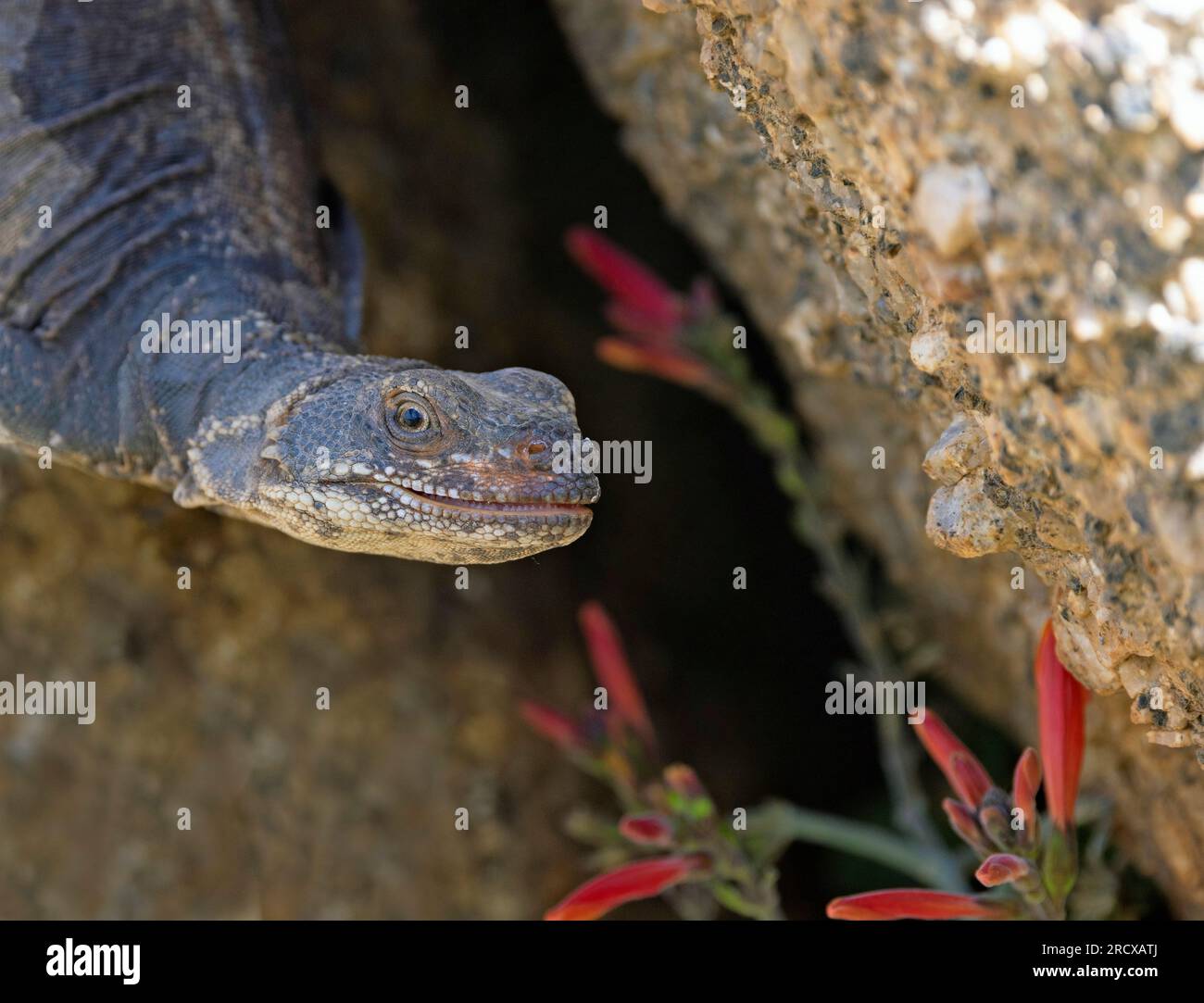 Common chuckwalla (Sauromalus ater), female at a feed plant, portrait, USA, Arizona, Pinnacle Peak Stock Photo