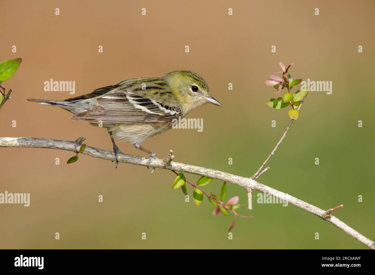 bay-breasted warbler (Setophaga castanea, Dendroica castanea), female perching on a twig, side view, USA, Texas Stock Photo