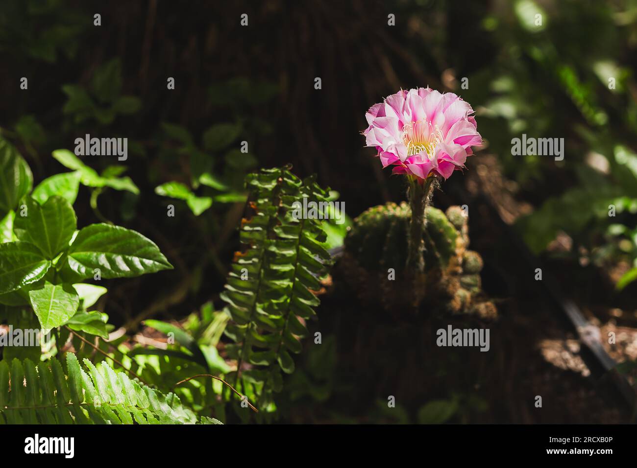 Green Mammillaria Cactus With Pink Flower In Dark Blackground Stock 