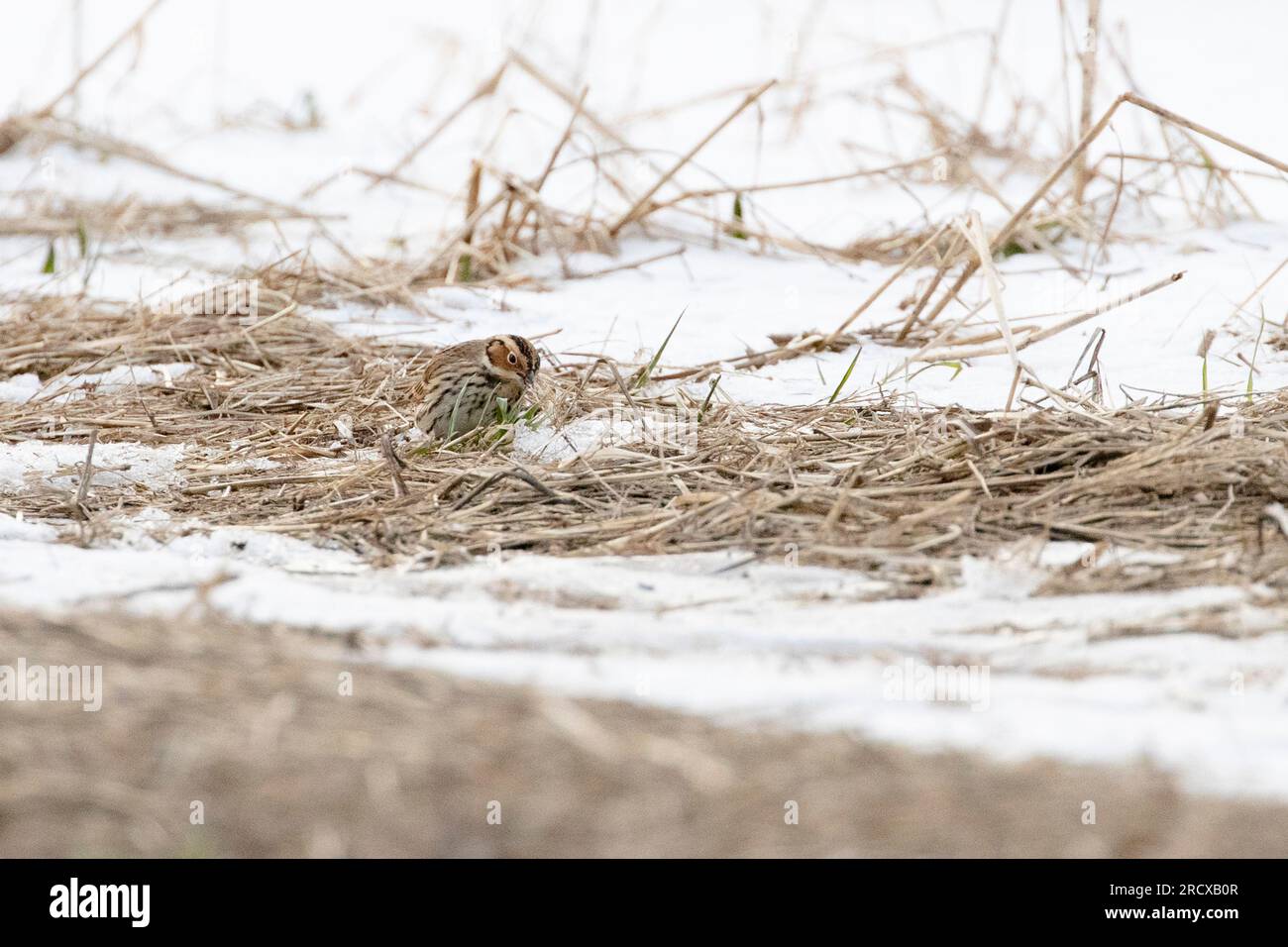 little bunting (Emberiza pusilla), vagrant perches on a pasture in winter and feeding seeds, front view, Netherlands Stock Photo
