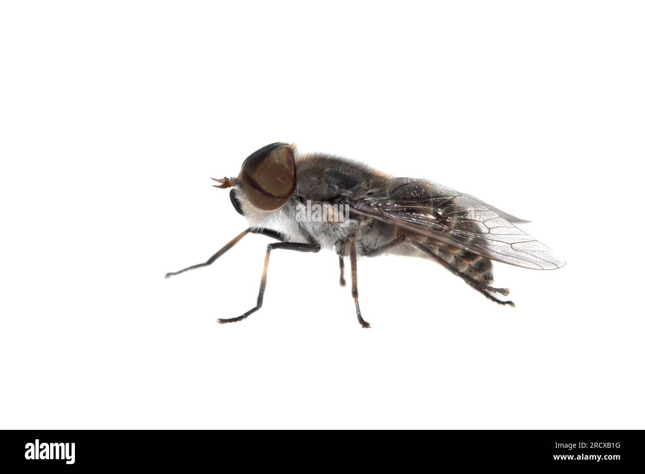 narrow-winged horsefly (Tabanus maculicornis), side view, cut out, Netherlands Stock Photo