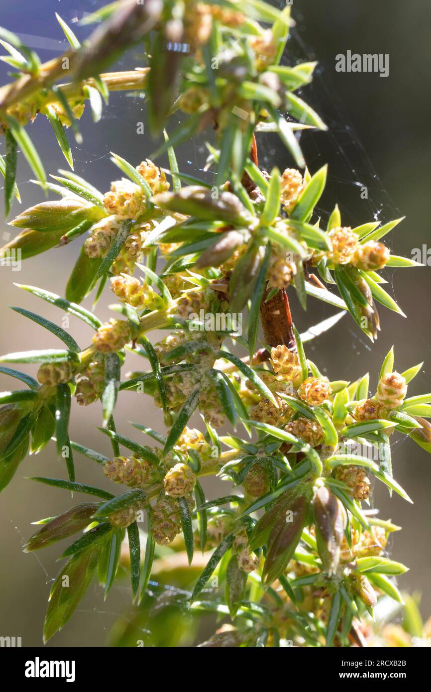 Common juniper, Ground juniper (Juniperus communis), branch with male flowers, Sweden Stock Photo
