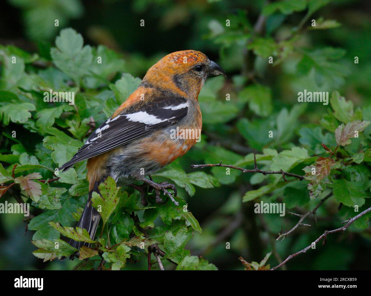 White-winged crossbill (Loxia leucoptera), male sitting in a hedge, United Kingdom, Scotland Stock Photo