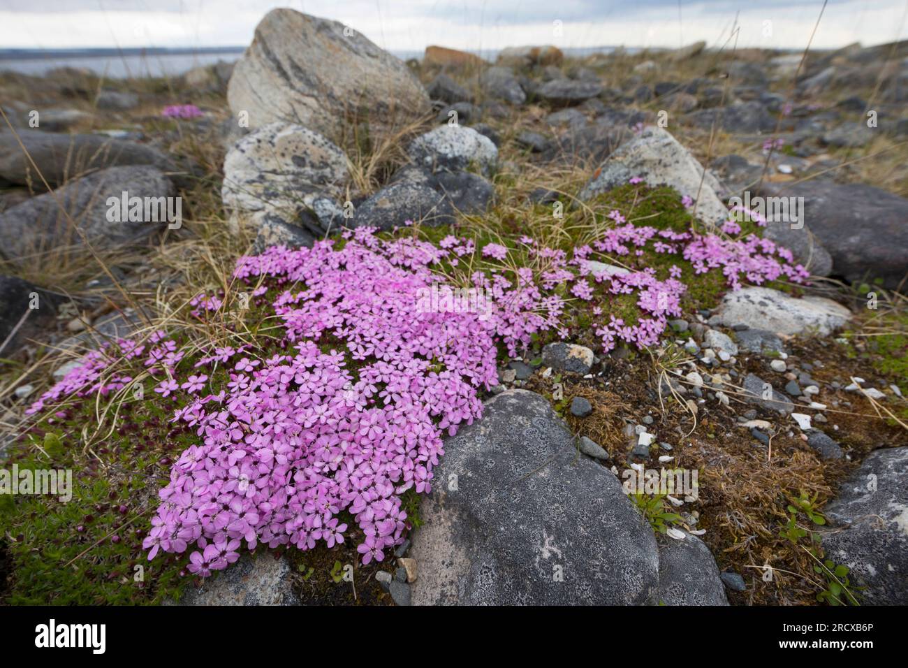 Moss campion, Cushion Pink (Silene acaulis), blooming among rocks, Sweden Stock Photo