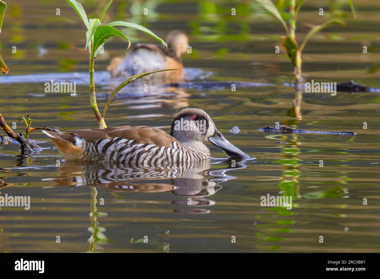 pinkeared duck (Malacorhynchus membranaceus), in water, Australia