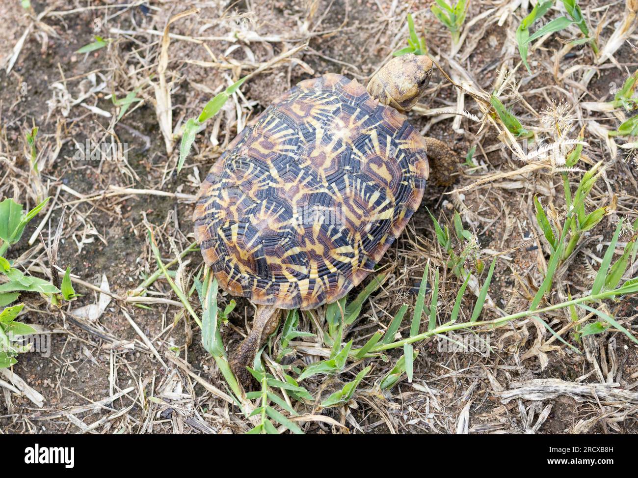 The Pancake Tortoise is a rare and endemic tortoise found only in areas of granite outcrops in East Africa. Stock Photo