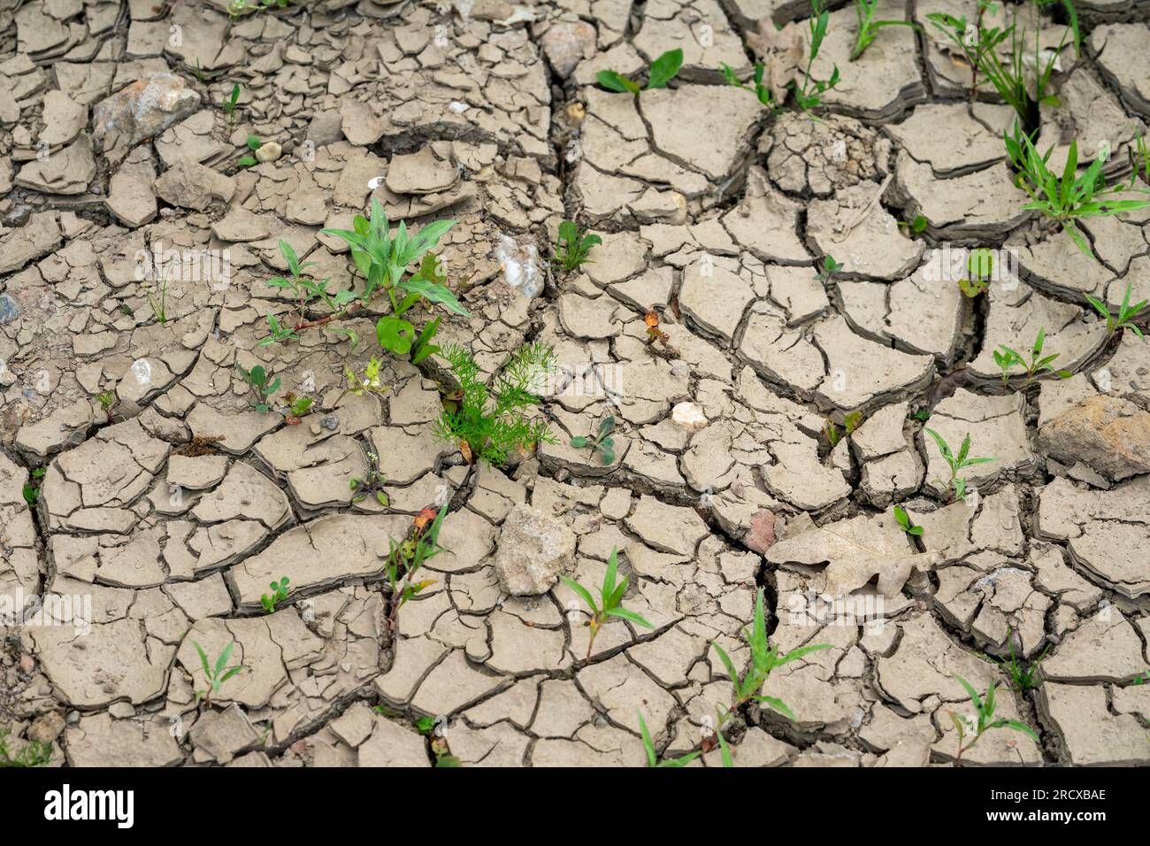 cracked earth in the ground Stock Photo