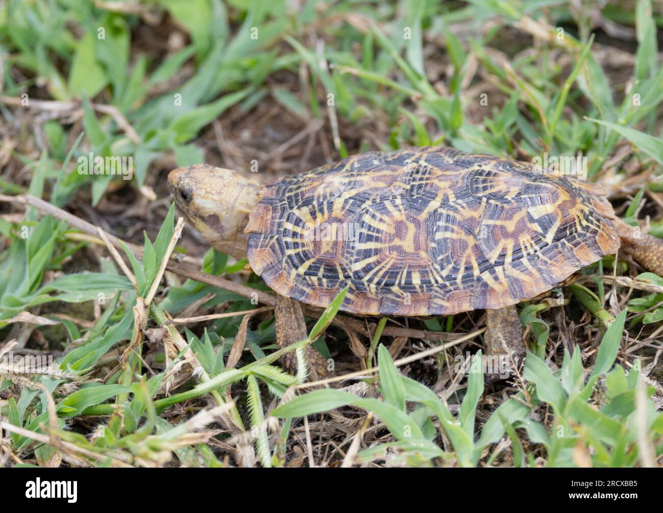 The Pancake Tortoise is a rare and endemic tortoise found only in areas of granite outcrops in East Africa. Stock Photo