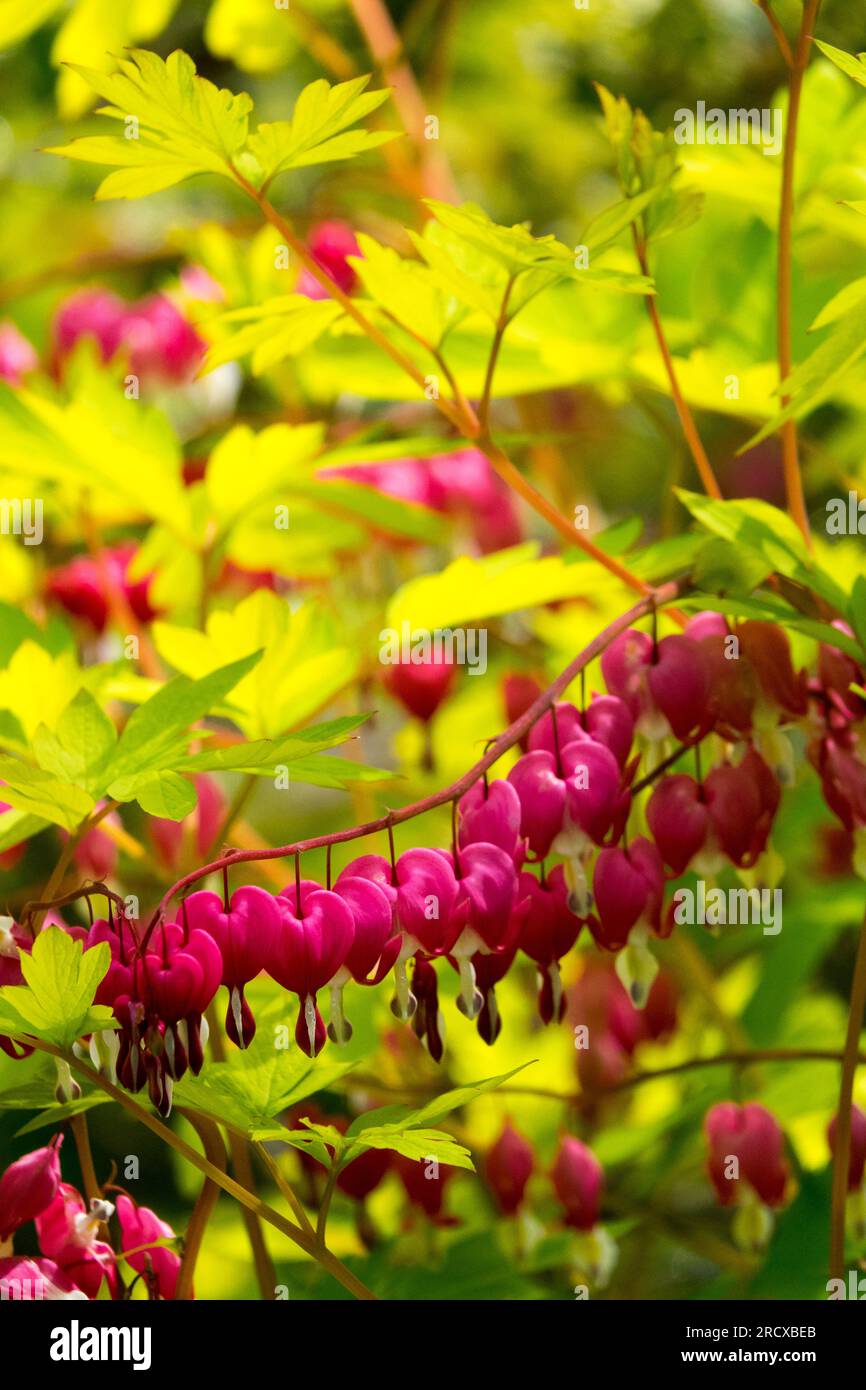 Bleeding heart plant Dicentra spectabilis 'Gold Heart', in Garden, Yellow, Spring pink flowers Stock Photo