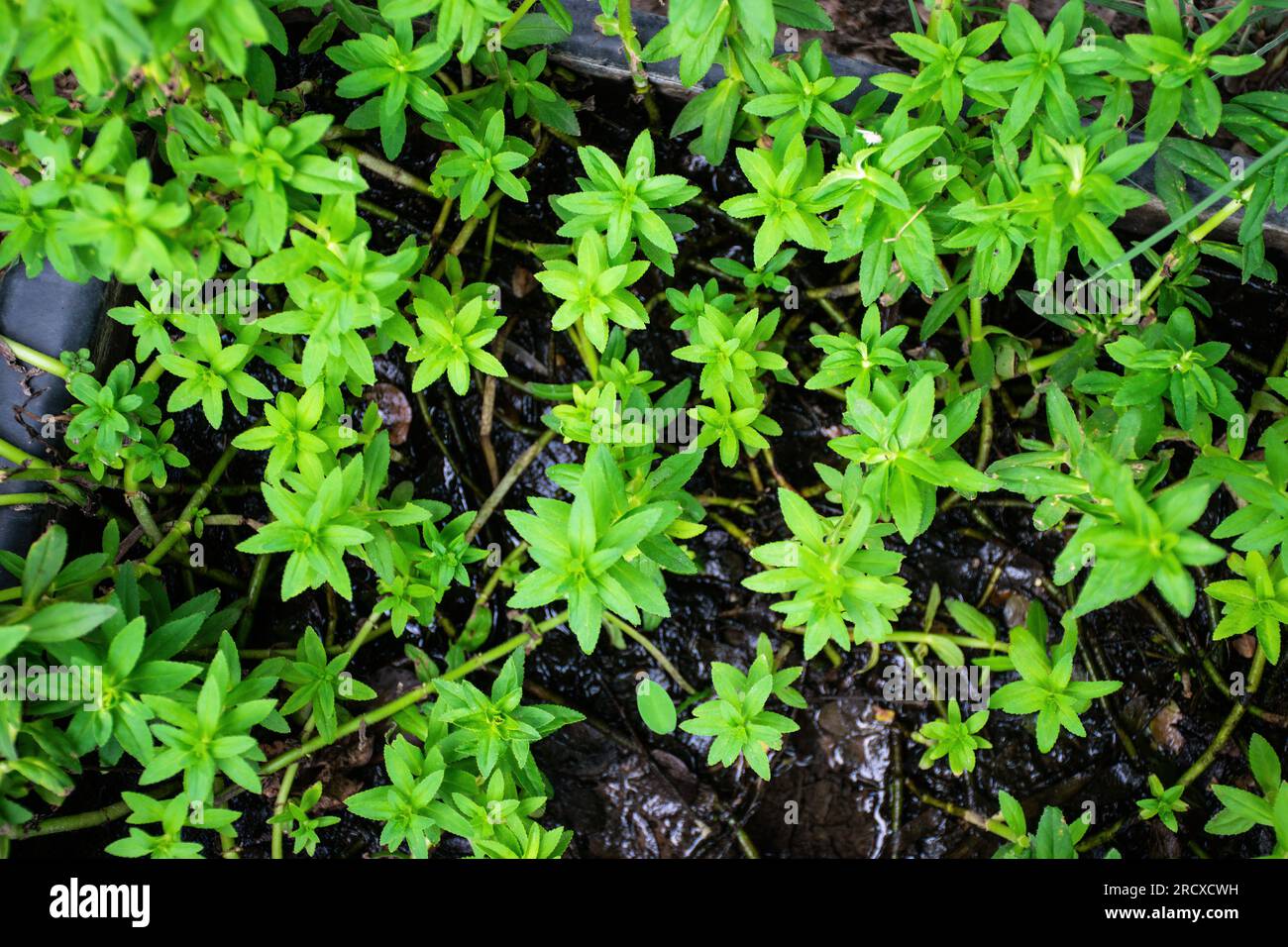 Limnophila aromatica green leaves vegetable Stock Photo