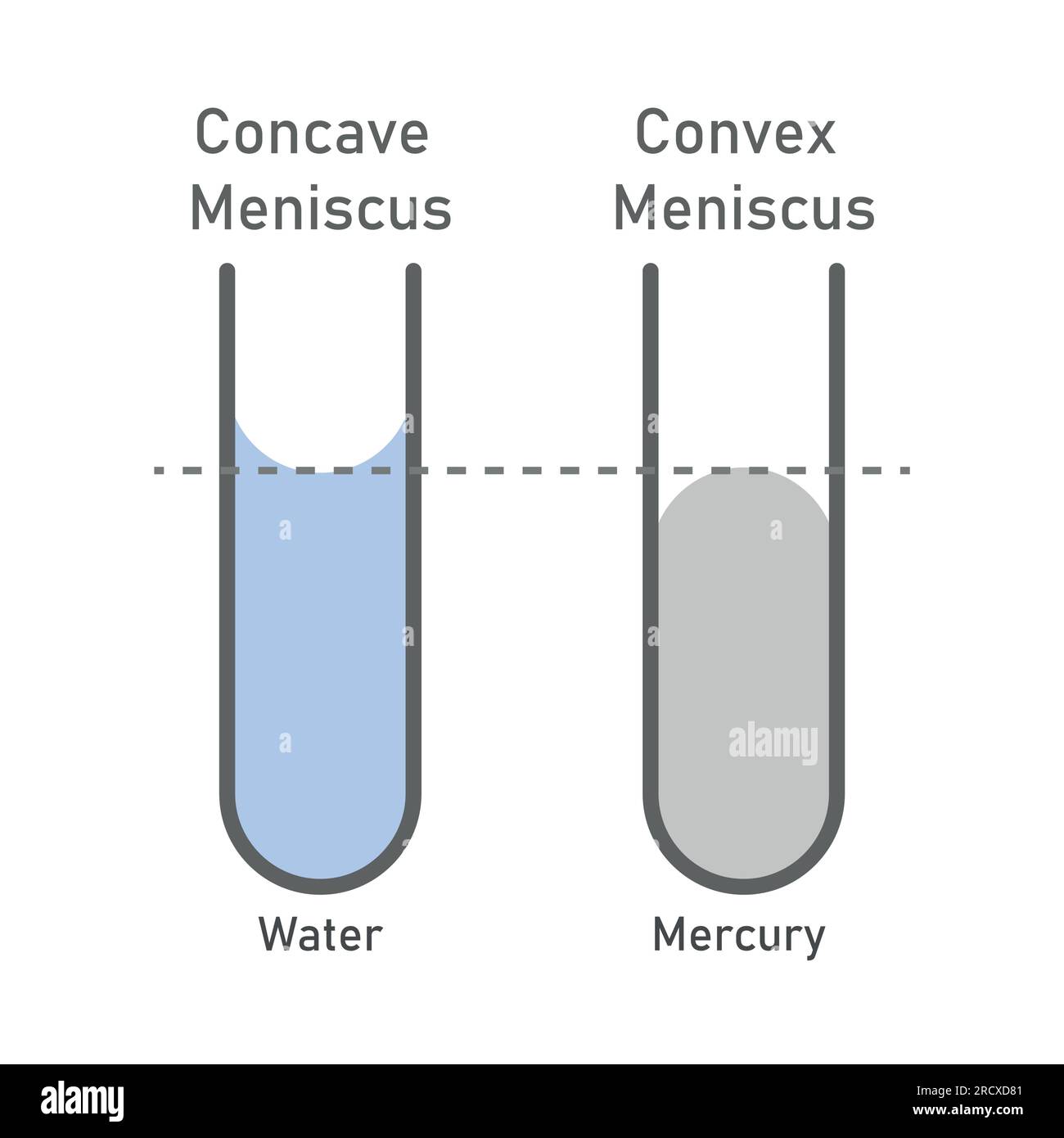 Adhesion and cohesion of water. Concave and convex meniscus. Vector ...