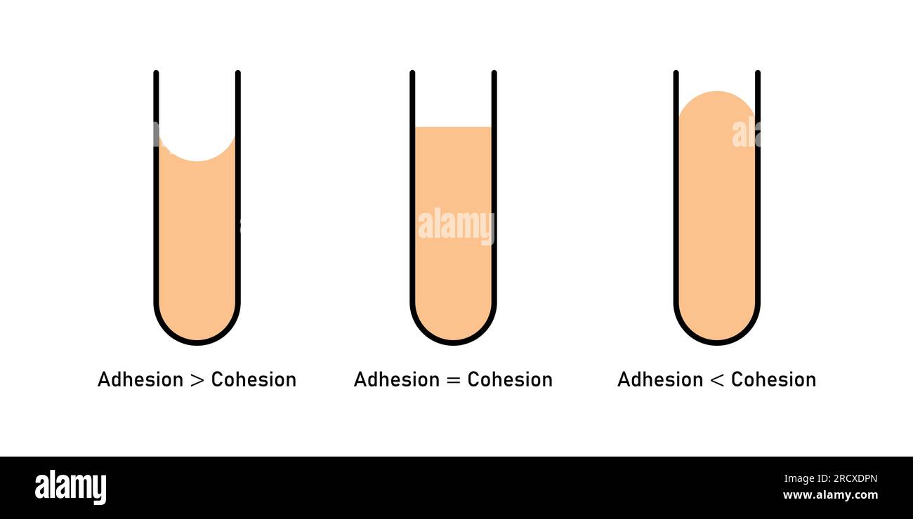 Adhesion and cohesion of water. Concave and convex meniscus. Vector