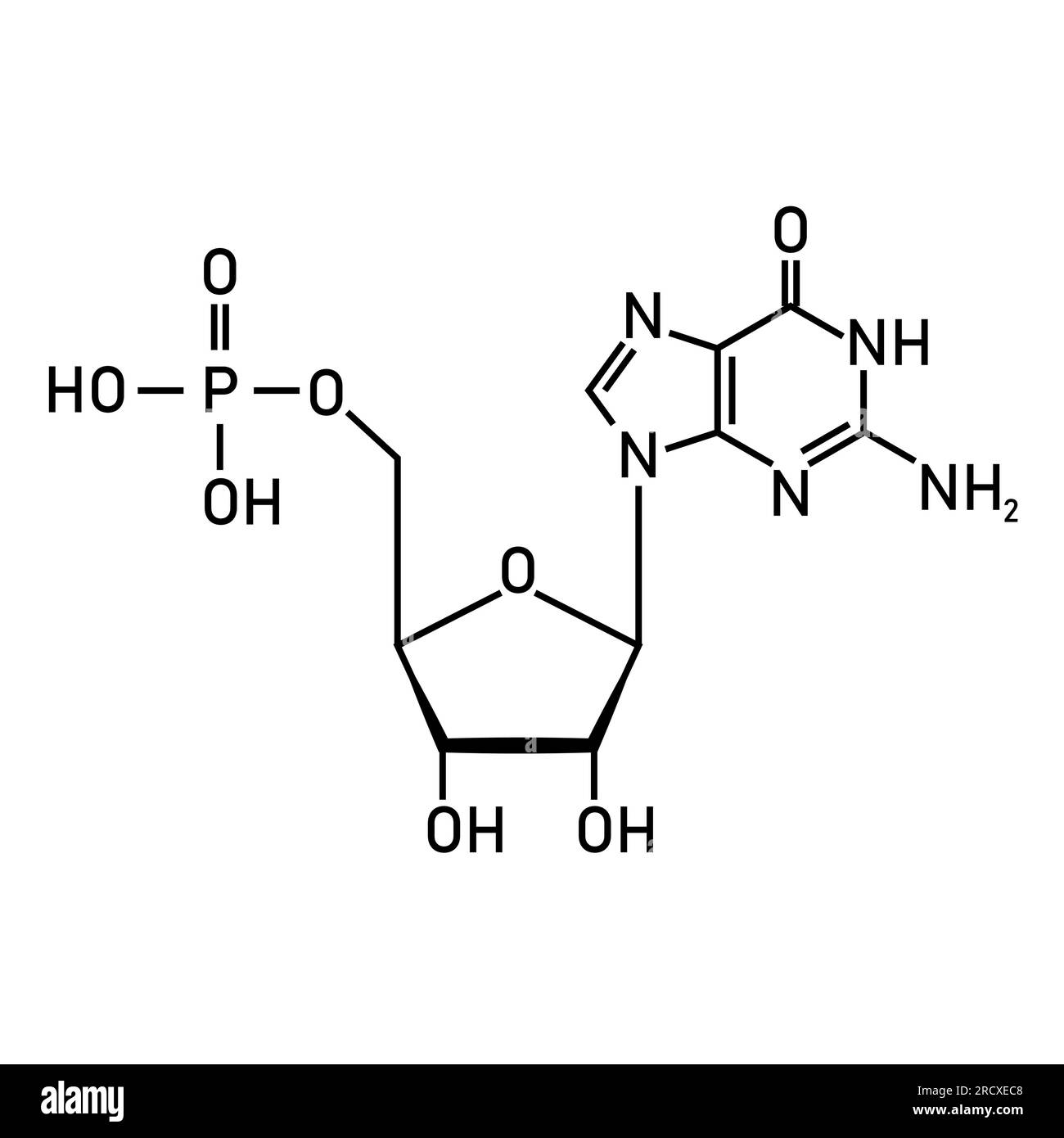 Chemical structure of DNA nucleotide. Three parts of a nucleotide. Phosphate group, pentose sugar and nitrogenous base. Nucleic acids. Vector illustra Stock Vector