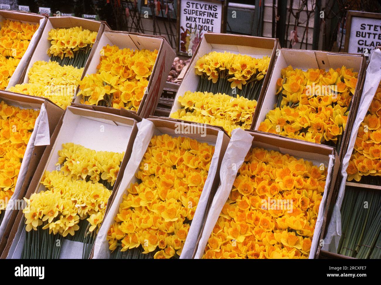 daffodils outside florist, Bromley,Kent,1960's Stock Photo Alamy