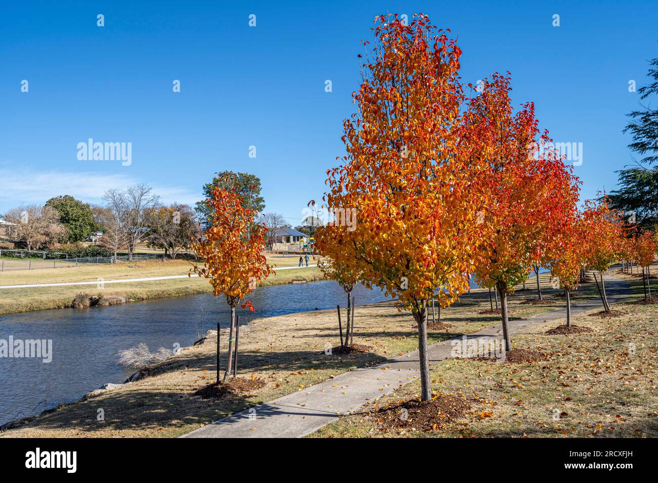 Deciduous trees australia hires stock photography and images Alamy