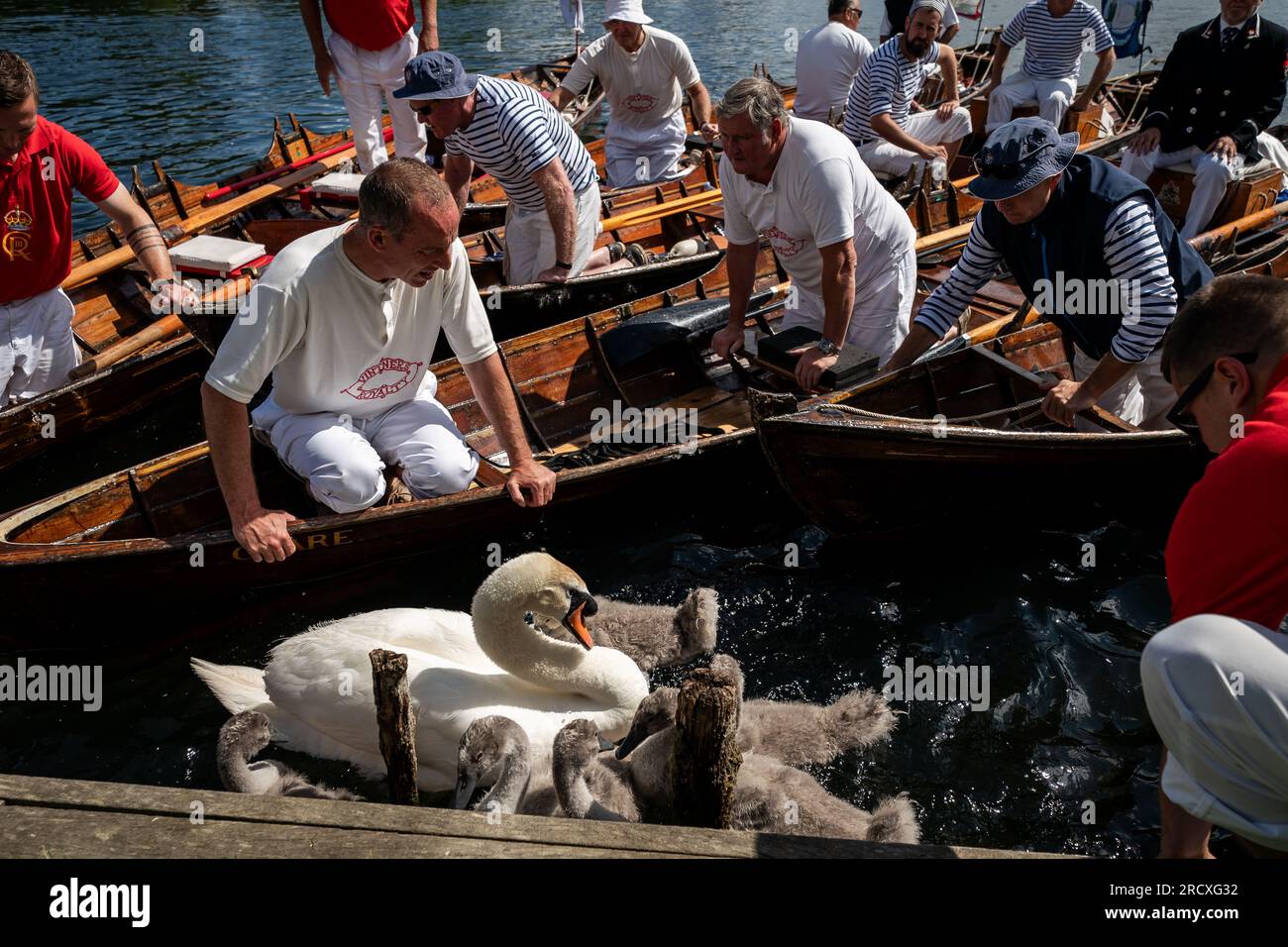 King charles swan uppers hires stock photography and images Alamy