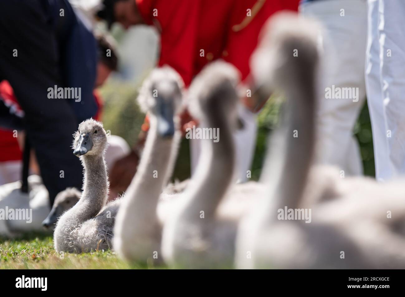 The Swan Uppers measure one of the birds during the ancient tradition
