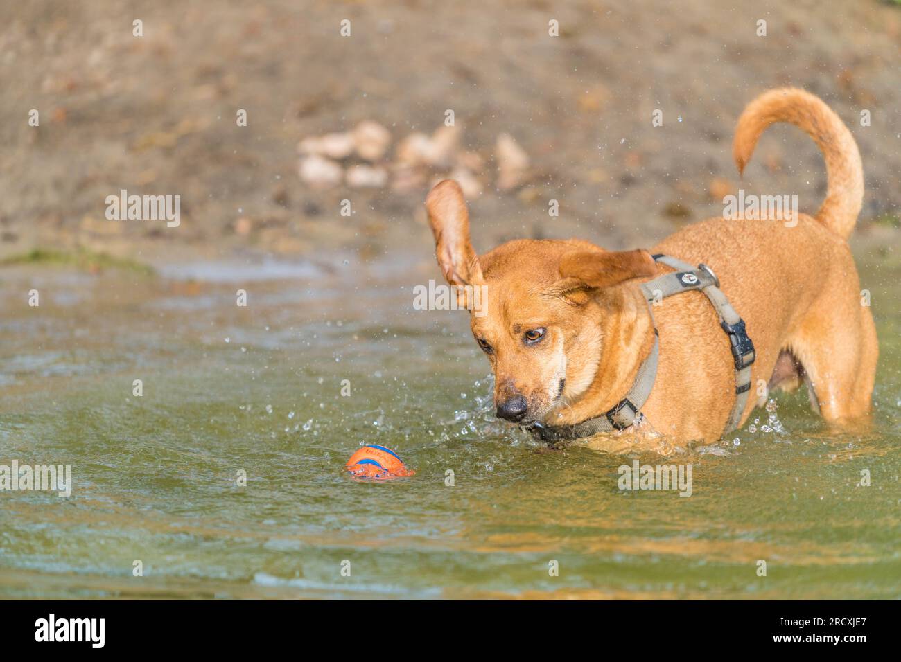 dog playing in the lake to cool off from the heat in the summer Stock Photo