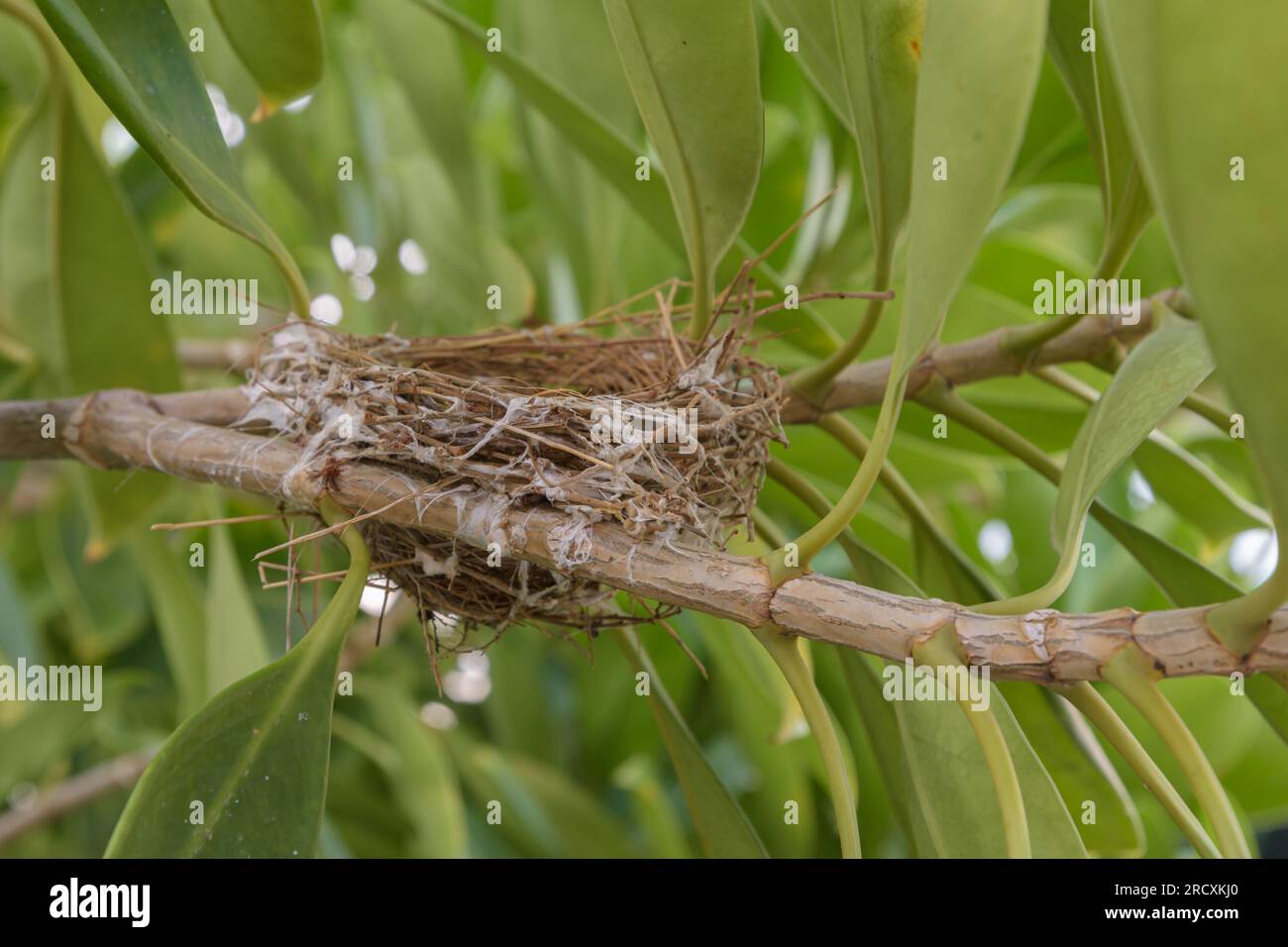 Birds nest on a branching tree in nature wildlife Stock Photo Alamy