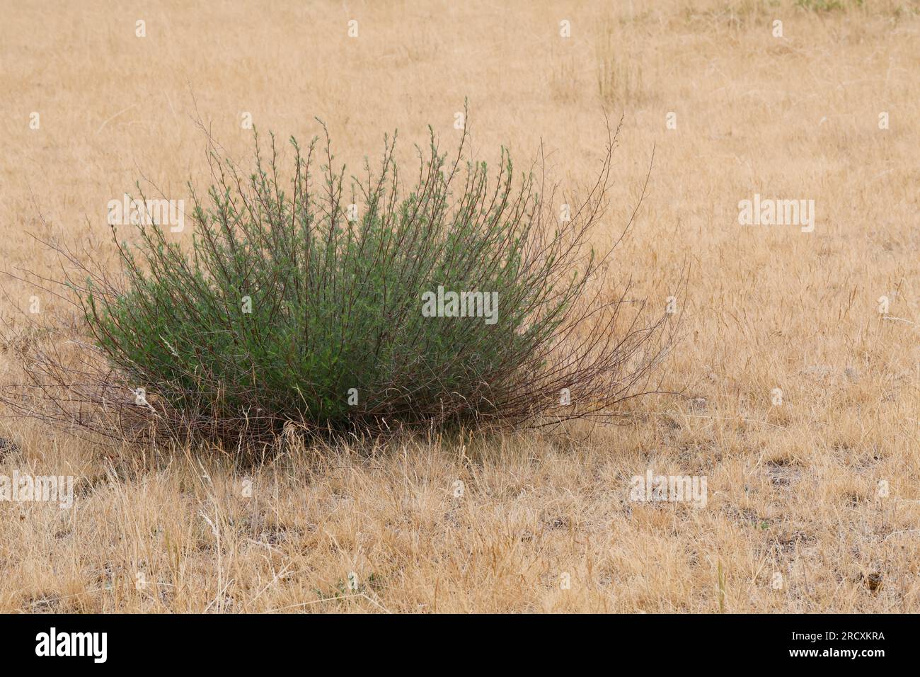 Feld-Beifuss, Feld-Beifuß, Feldbeifuss, Feldbeifuß, Artemisia campestris, field wormwood, beach wormwood, northern wormwood, Breckland wormwood, borea Stock Photo