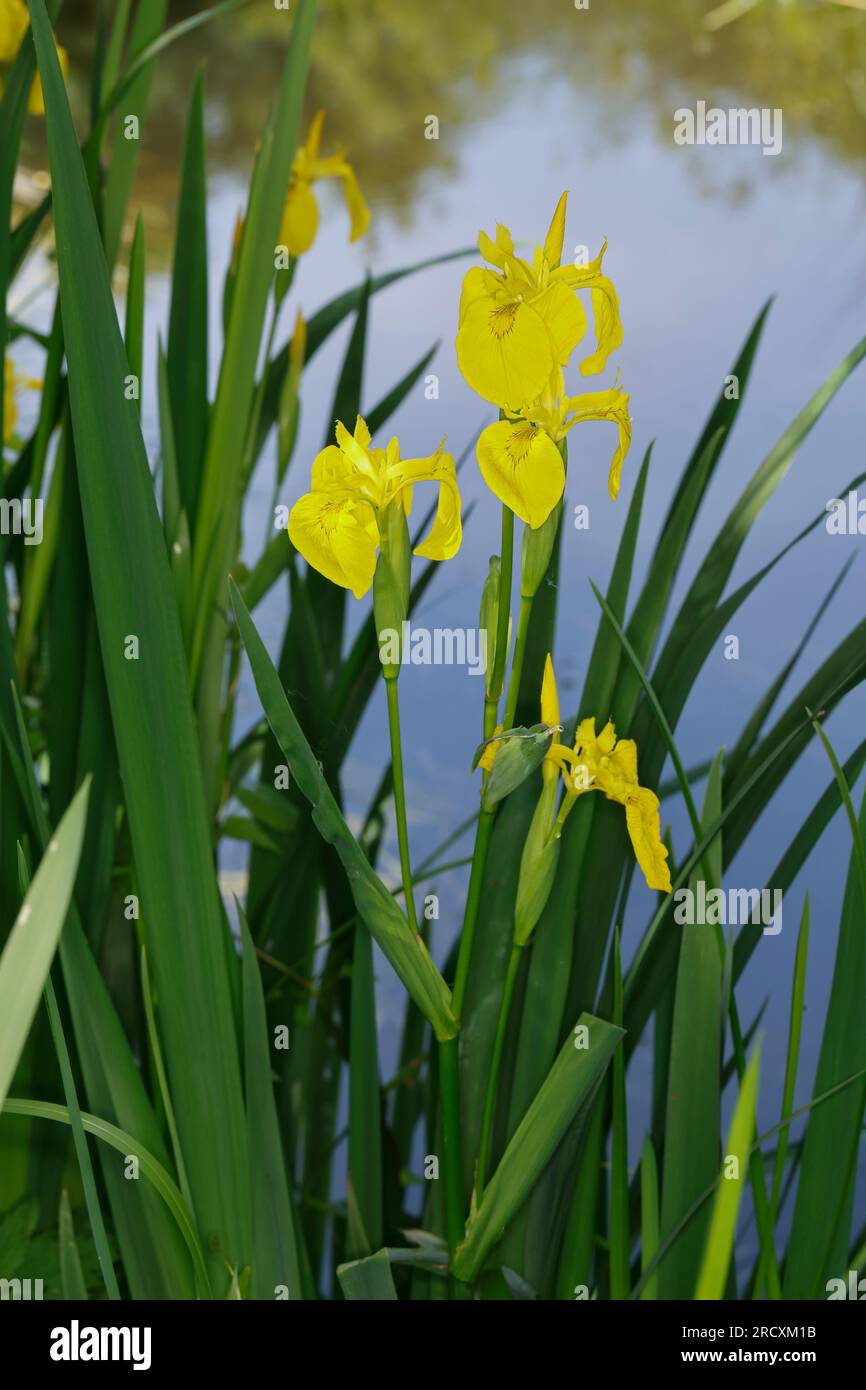Sumpf Schwertlilie Sumpfschwertlilie Schwertlilie Gelbe Iris Gelbe sumpf-schwertlilie-sumpfschwertlilie-schwertlilie-gelbe-iris-gelbe